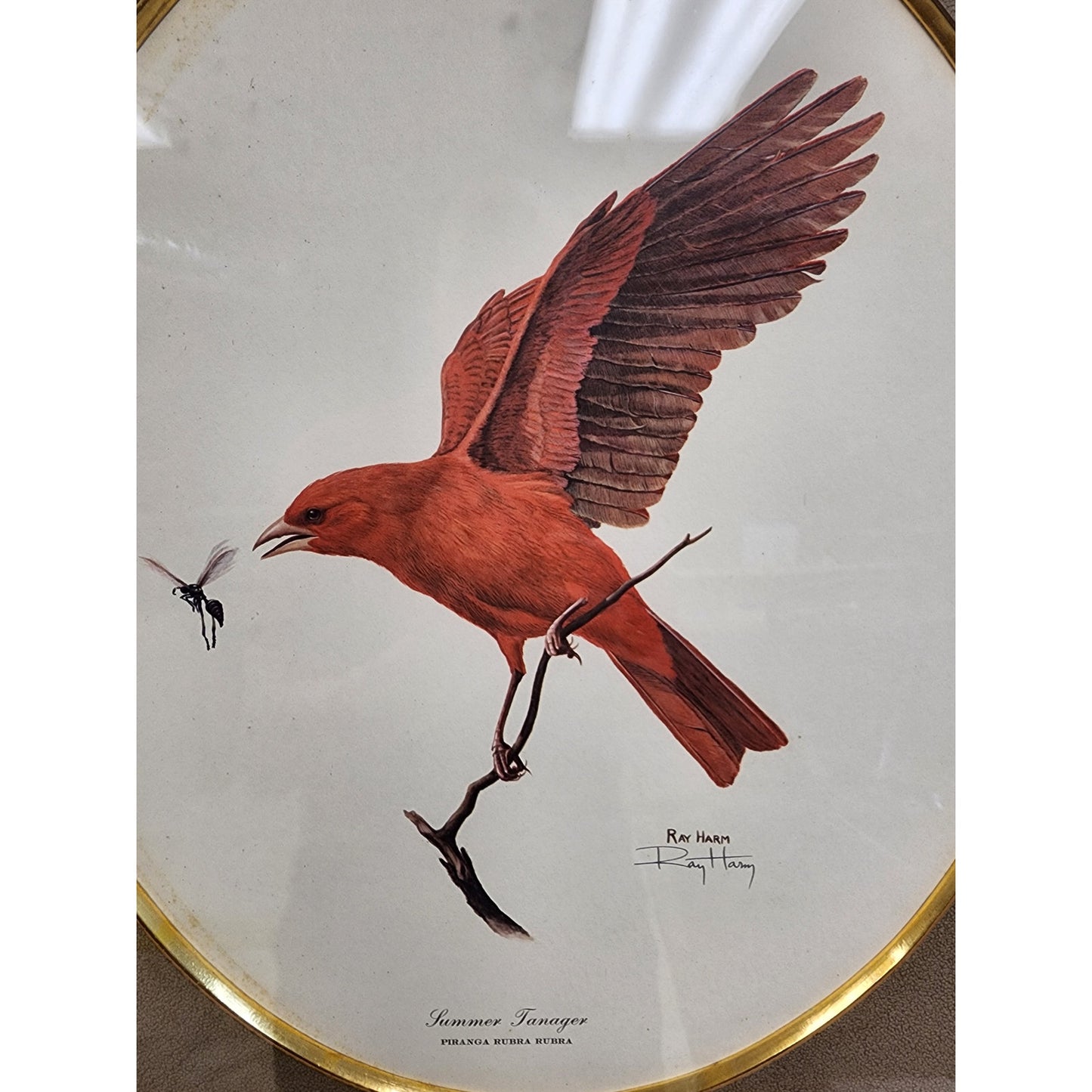 Signed Ray Harm “Summer Tanager” Lithograph – Vintage Framed Wildlife Art - 1963