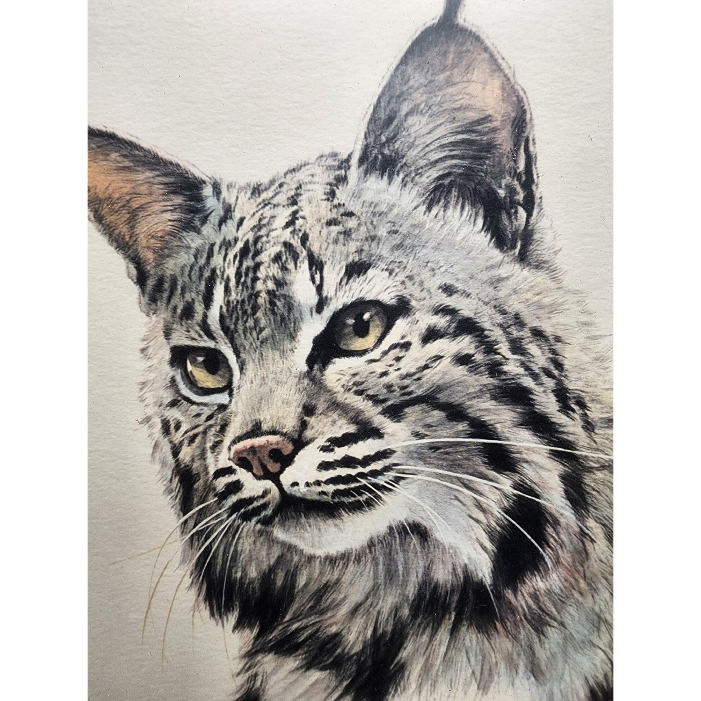 Guy Coheleach Bobcat Lithograph Signed in Green Wood Frame Textured Cloth Matte – Vintage