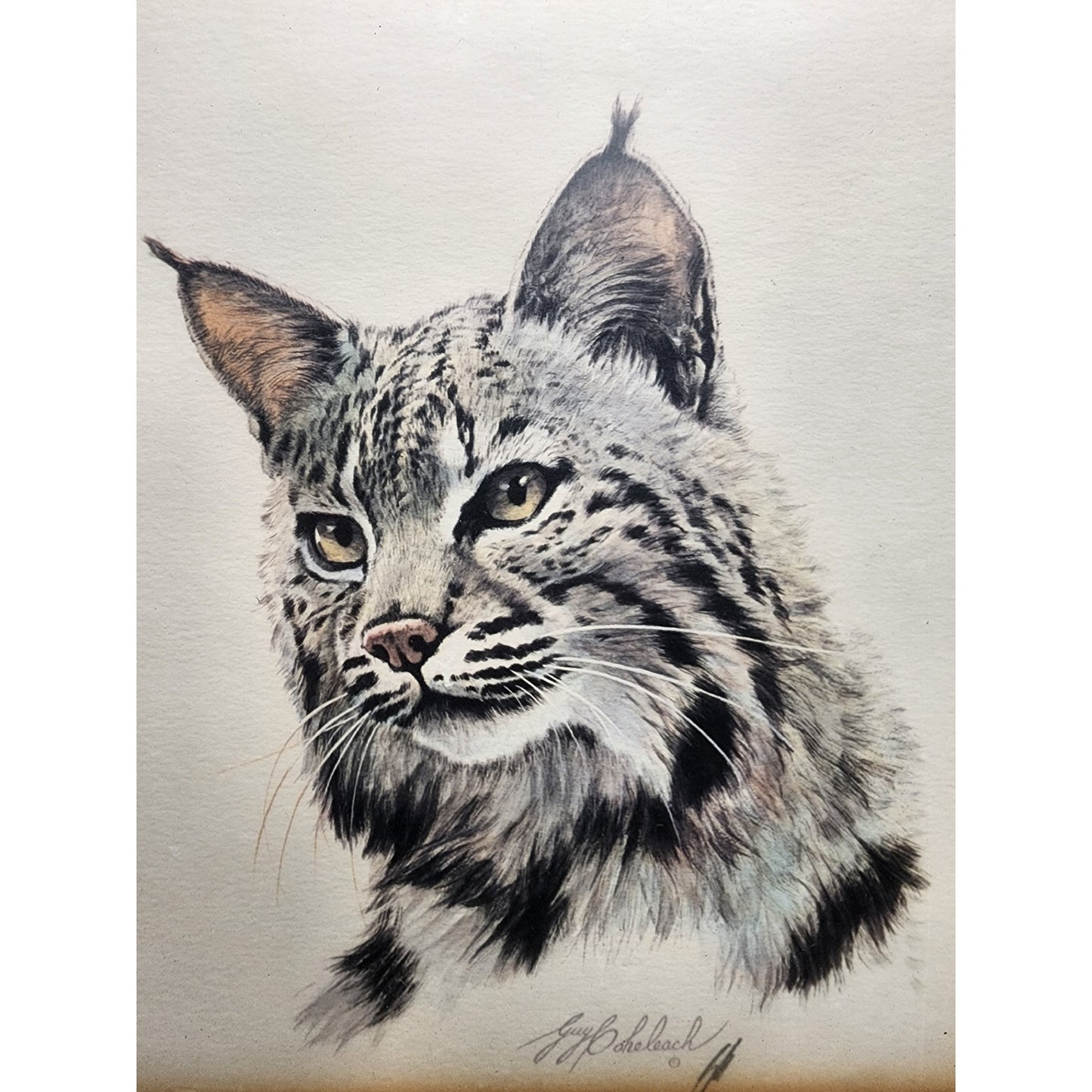 Guy Coheleach Bobcat Lithograph Signed in Green Wood Frame Textured Cloth Matte – Vintage