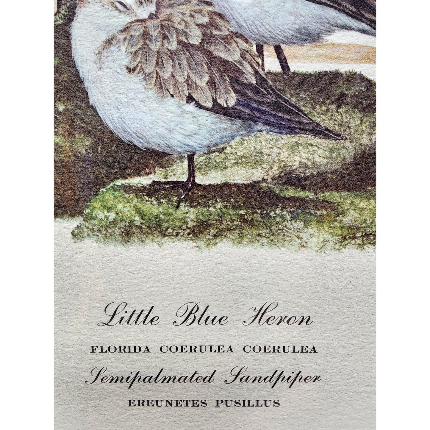 Ray Harm Little Blue Heron Lithograph 1967 Signed In Print Framed VTG Art