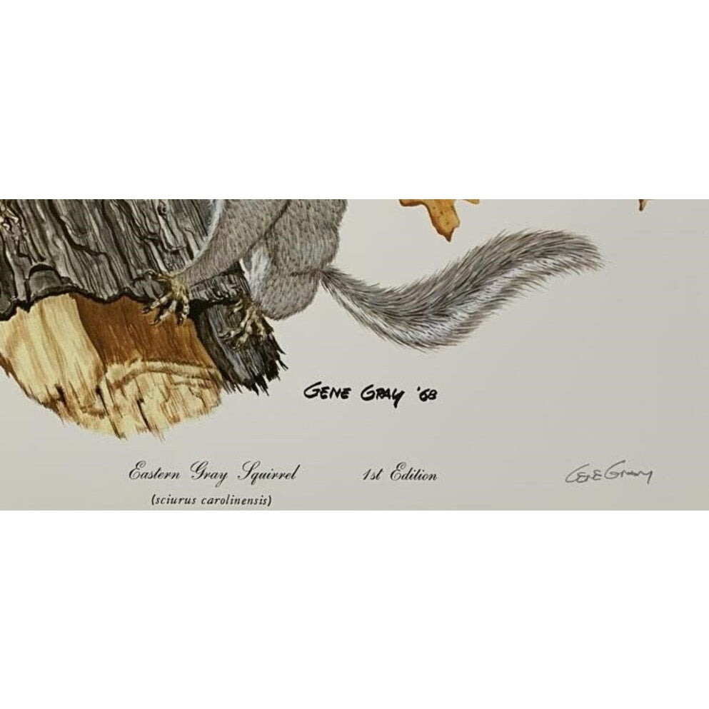 Gene Gray Signed Eastern Gray Squirrel Print 1st Ed Framed 1988 Wildlife Art