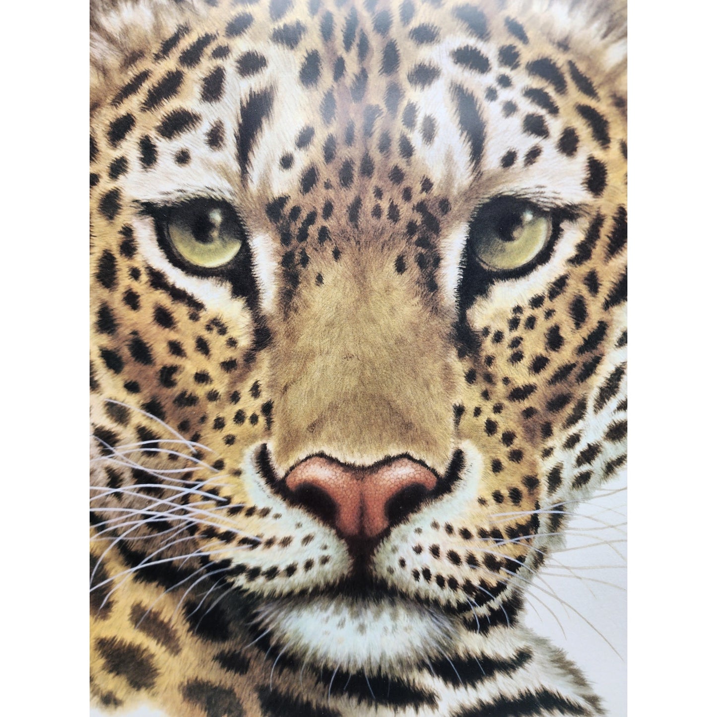 Jim Oliver Leopard Lithograph Plate 18 Signed Framed Wildlife Art VTG 1980