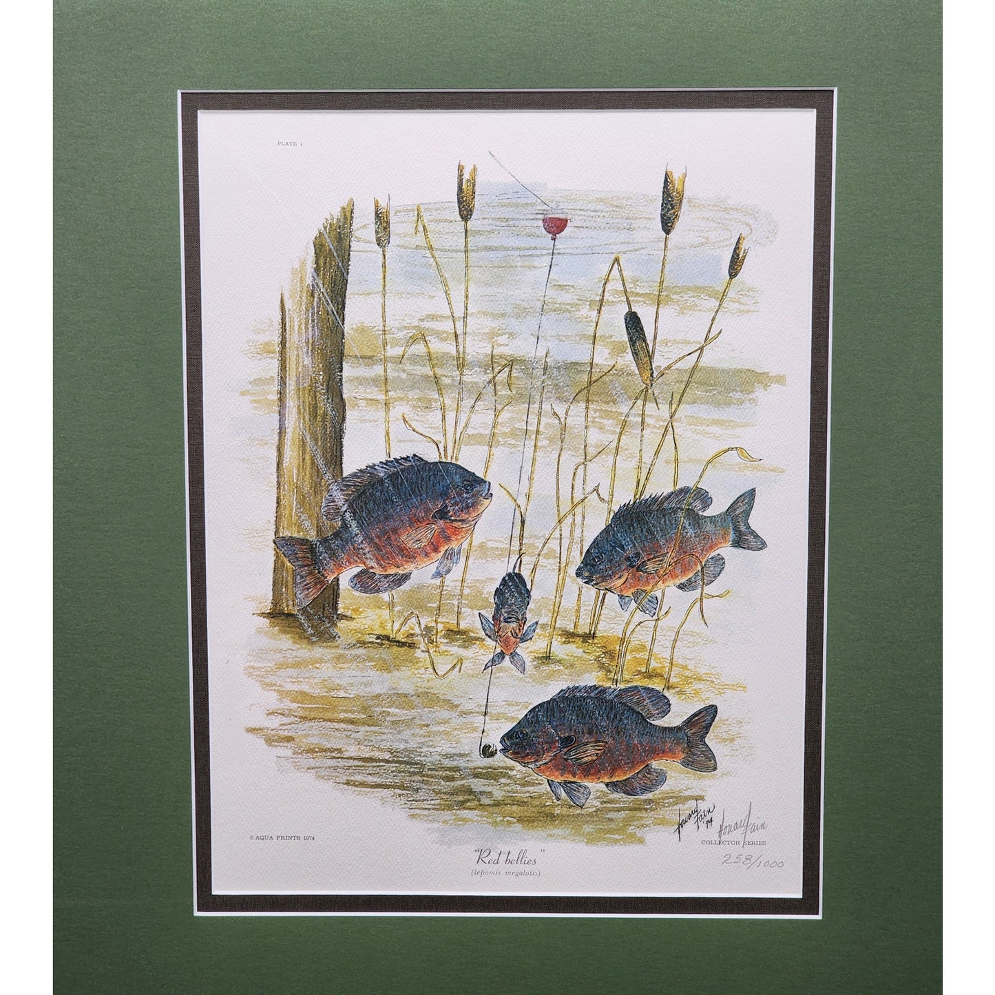 Red Bellies 1974 Howard Fain Signed LE 258/1000 Framed 25x29 Vintage Art