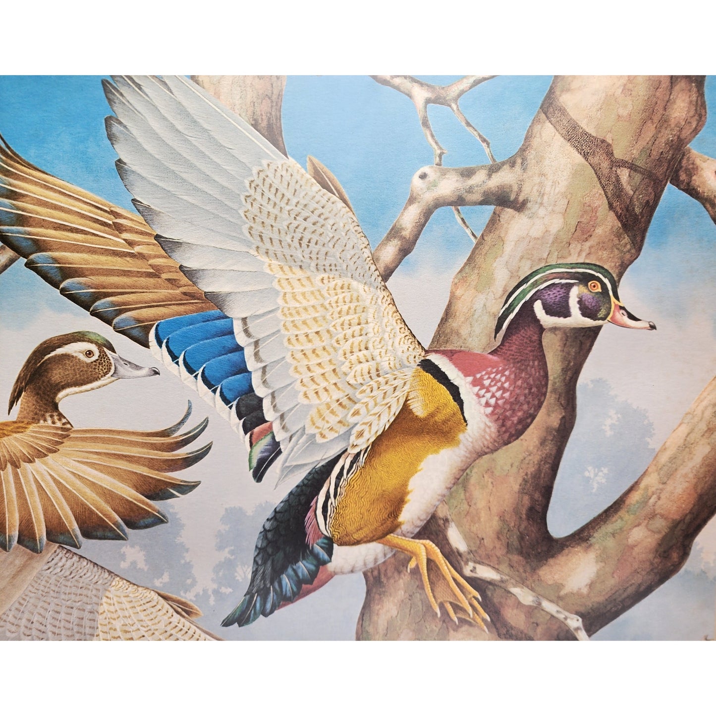 Jim Oliver Signed Lithograph “Wood Ducks” Plate 13  Rustic Framed Wildlife 27x23