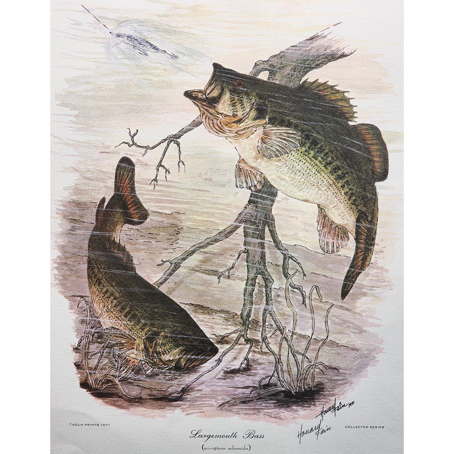 1991 Largemouth Bass Lithograph by Howard Fain Framed w/ COA 25x29 Vintage - Rare