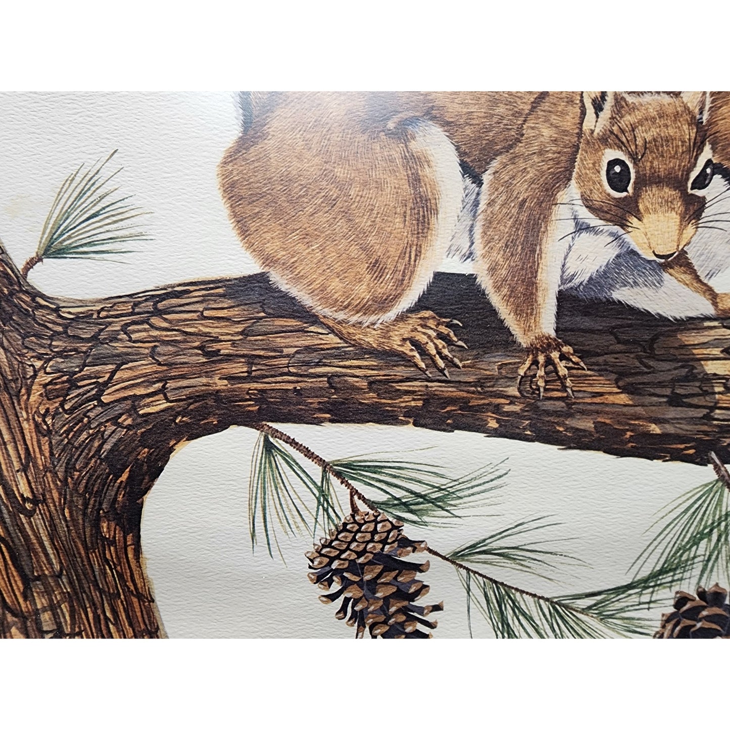 Gene Gray Red Squirrel Lithograph 1977 Series 3, Signed Framed Wildlife Art