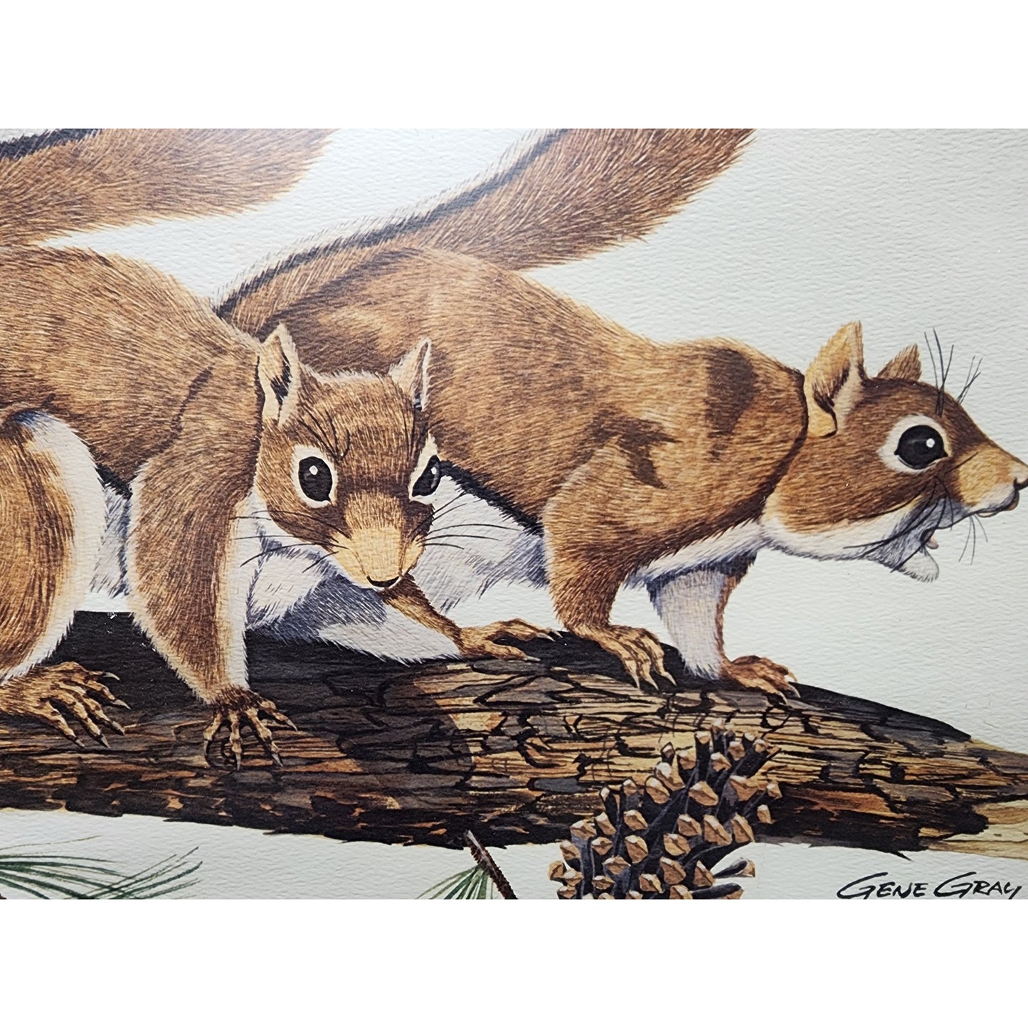 Gene Gray Red Squirrel Lithograph 1977 Series 3, Signed Framed Wildlife Art