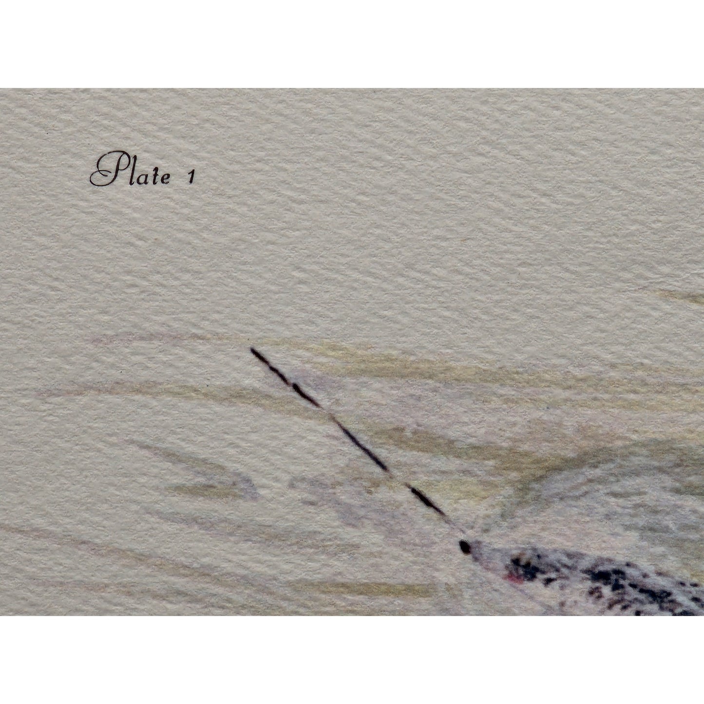 1991 Largemouth Bass Lithograph by Howard Fain Framed w/ COA 25x29 Vintage - Rare