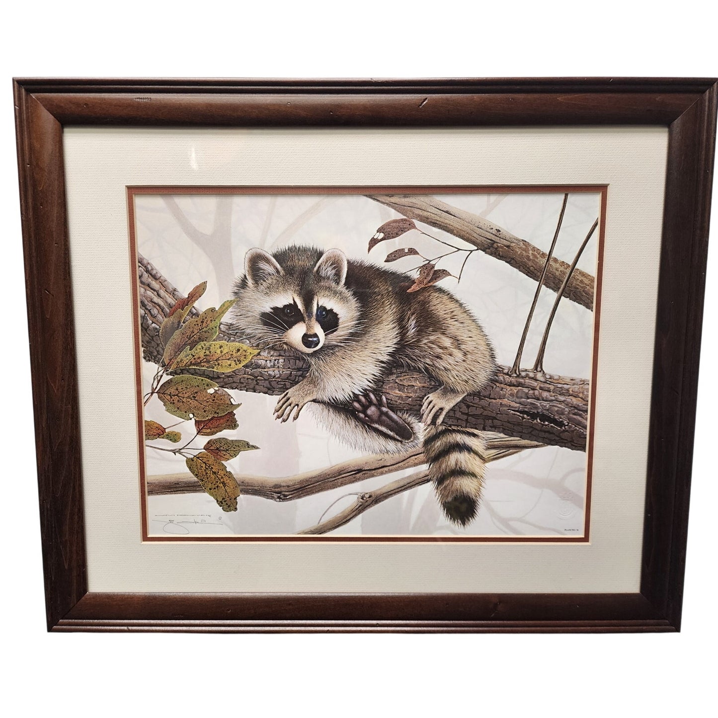 Jim Oliver Raccoon 1984 Signed Embossed Lithograph Framed Wildlife Art Print
