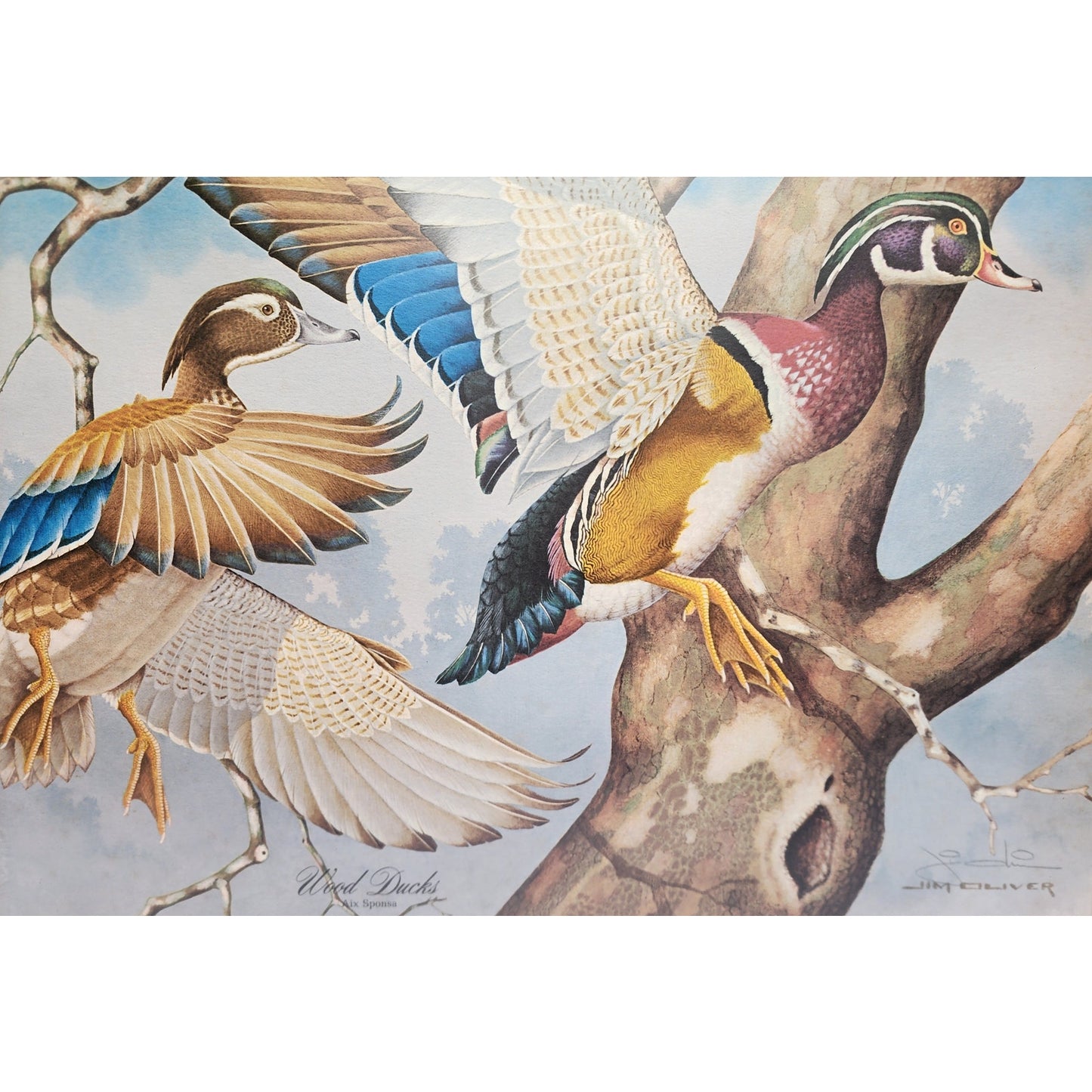 Jim Oliver Signed Lithograph “Wood Ducks” Plate 13  Rustic Framed Wildlife 27x23