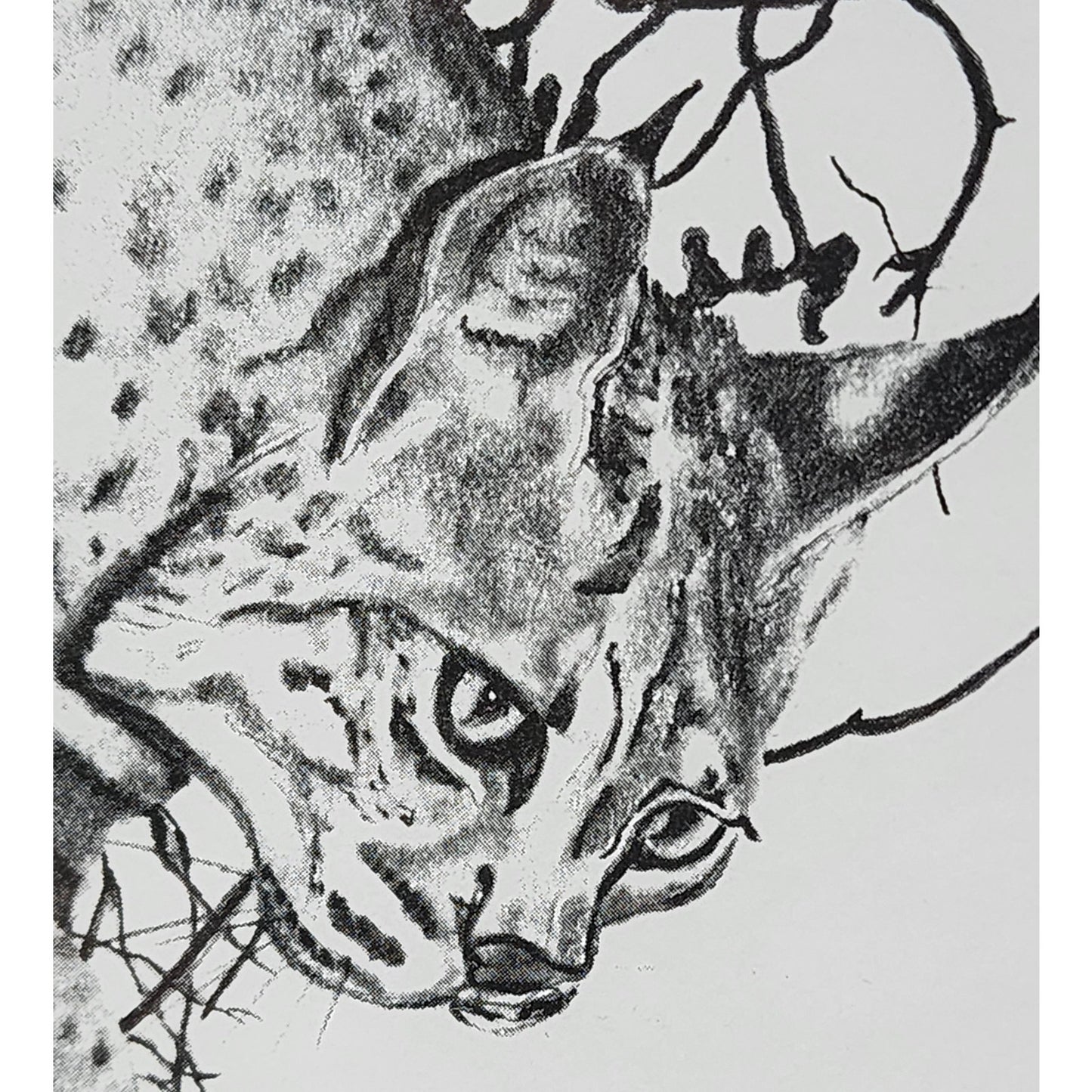 1987 Ralph Shyrock Wildlife Print 28/500 Signed Framed Bobcat Drawing 8x10