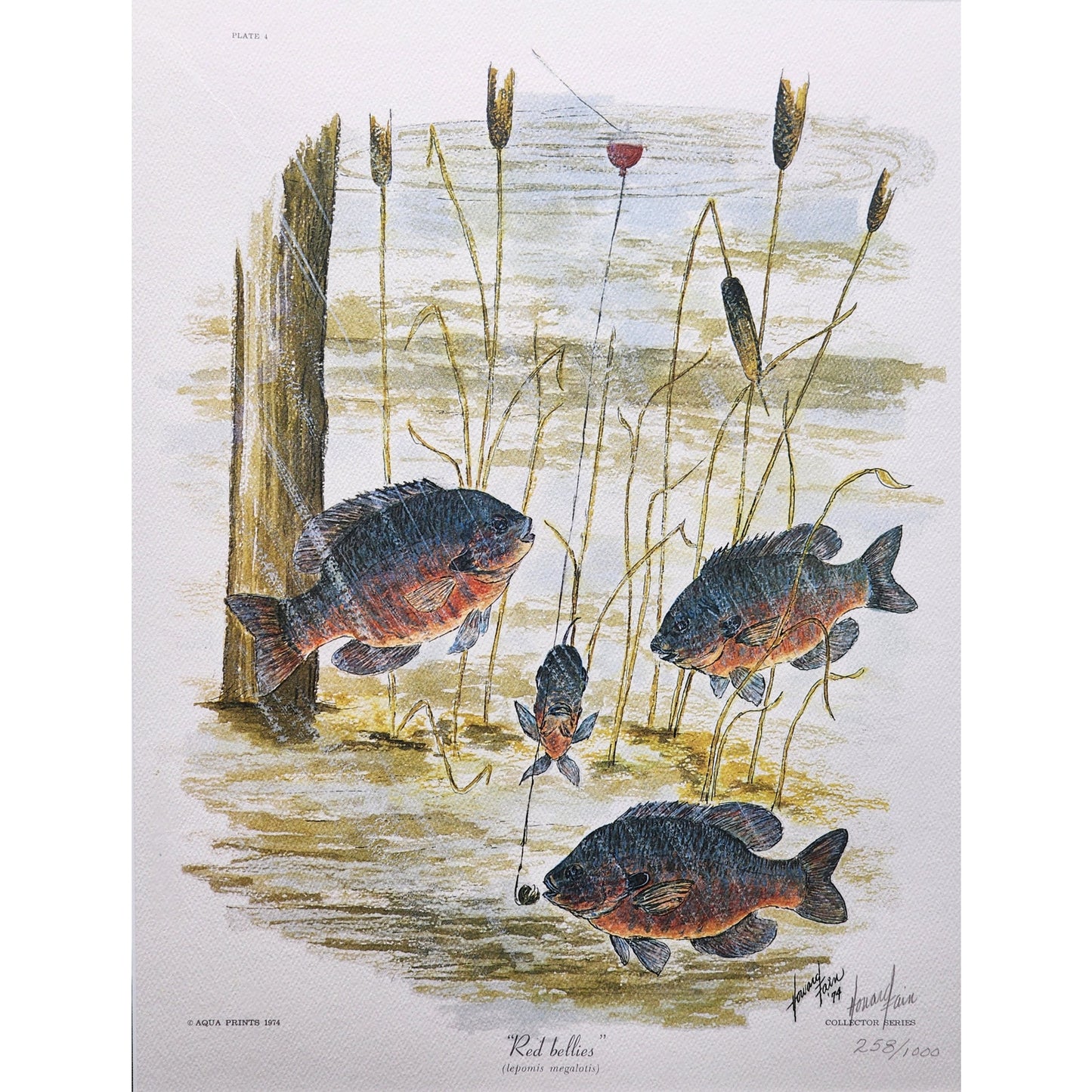 Red Bellies 1974 Howard Fain Signed LE 258/1000 Framed 25x29 Vintage Art