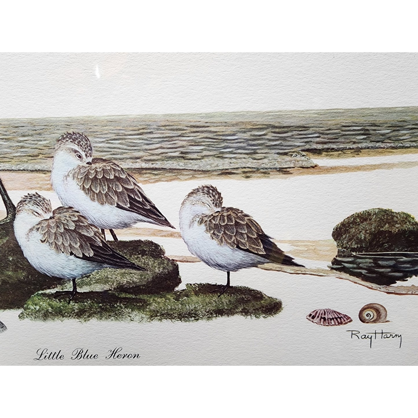 Ray Harm Little Blue Heron Lithograph 1967 Signed In Print Framed VTG Art