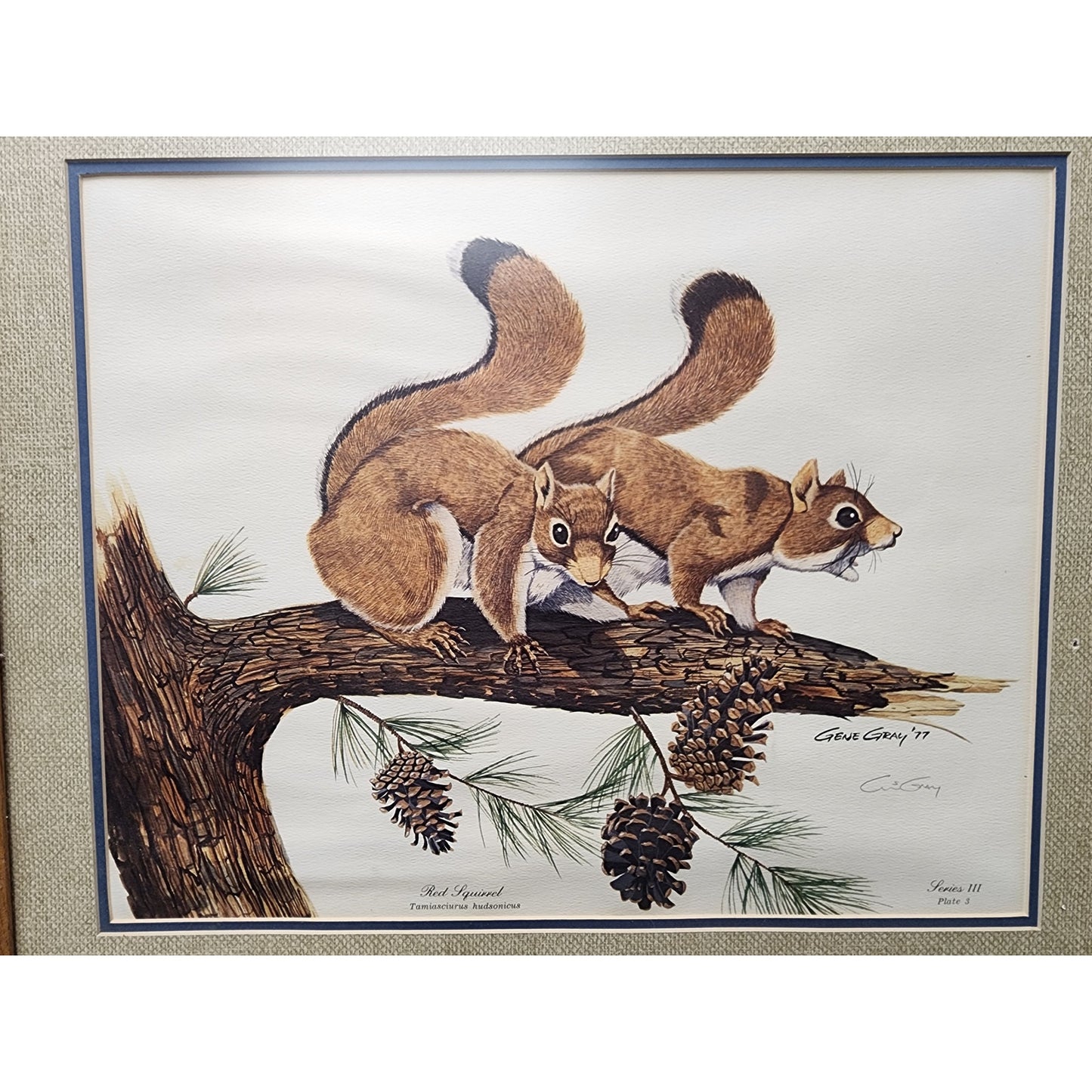Gene Gray Red Squirrel Lithograph 1977 Series 3, Signed Framed Wildlife Art