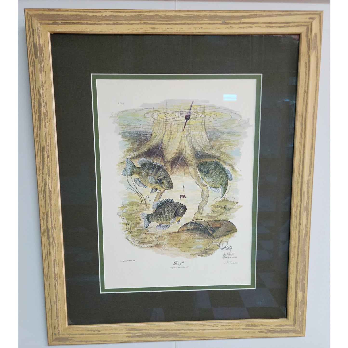1972 Howard Fain “Bluegills” Signed 258/1000 Framed Lithograph w/ Double Mat