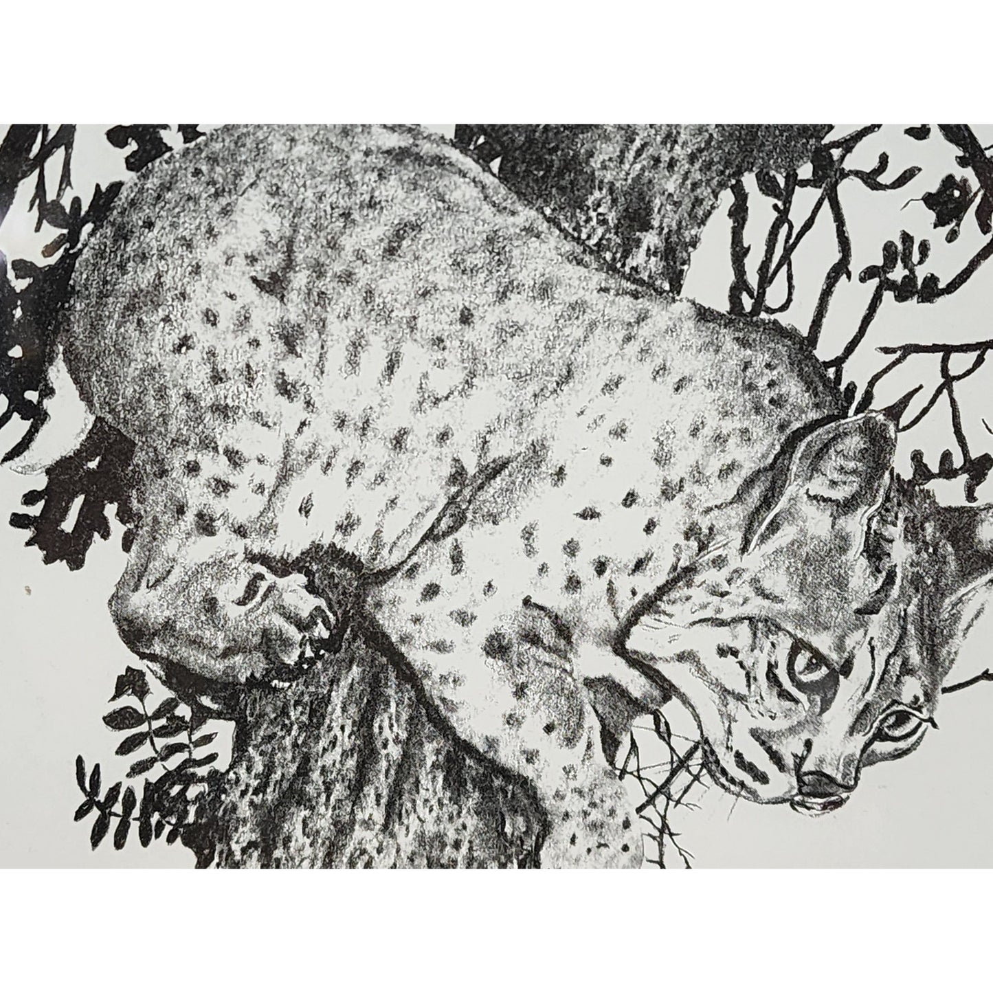 1987 Ralph Shyrock Wildlife Print 28/500 Signed Framed Bobcat Drawing 8x10