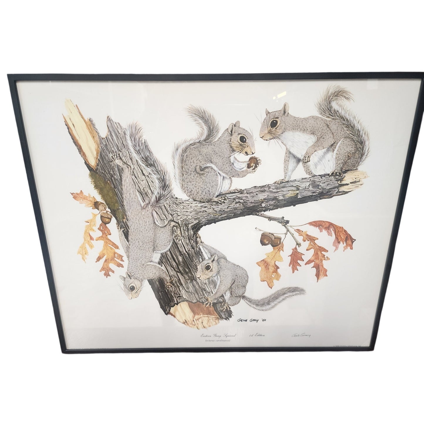 Gene Gray Signed Eastern Gray Squirrel Print 1st Ed Framed 1988 Wildlife Art