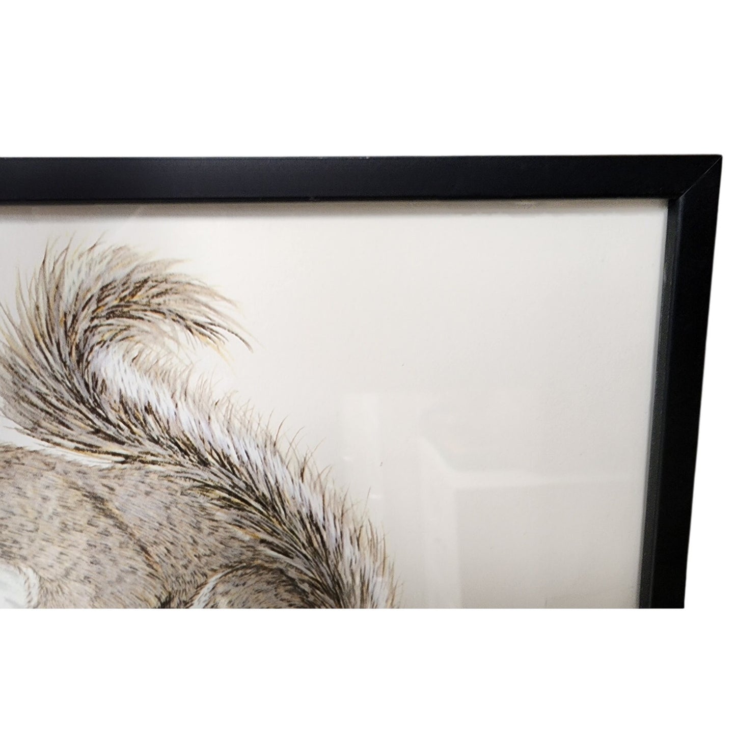 Gene Gray Signed Eastern Gray Squirrel Print 1st Ed Framed 1988 Wildlife Art