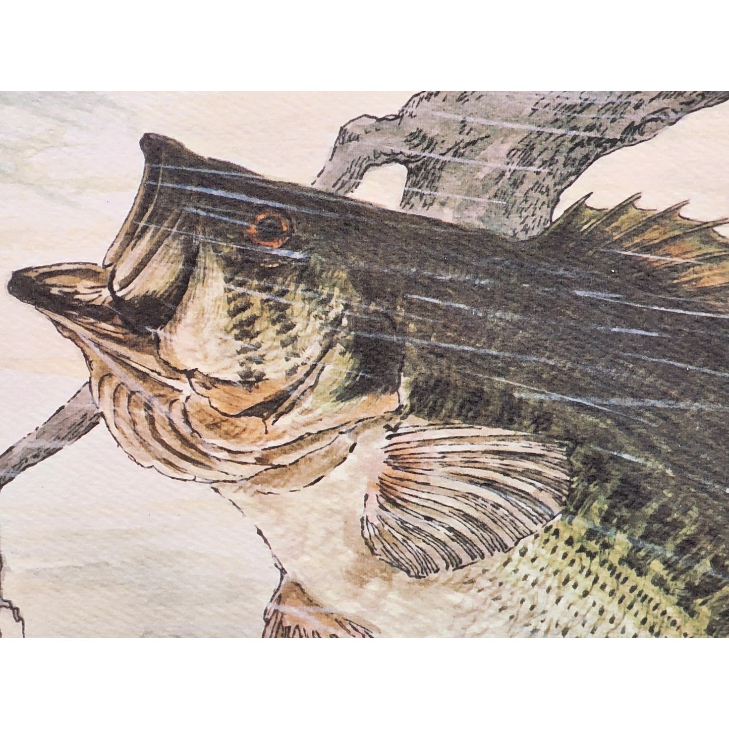 1991 Largemouth Bass Lithograph by Howard Fain Framed w/ COA 25x29 Vintage - Rare