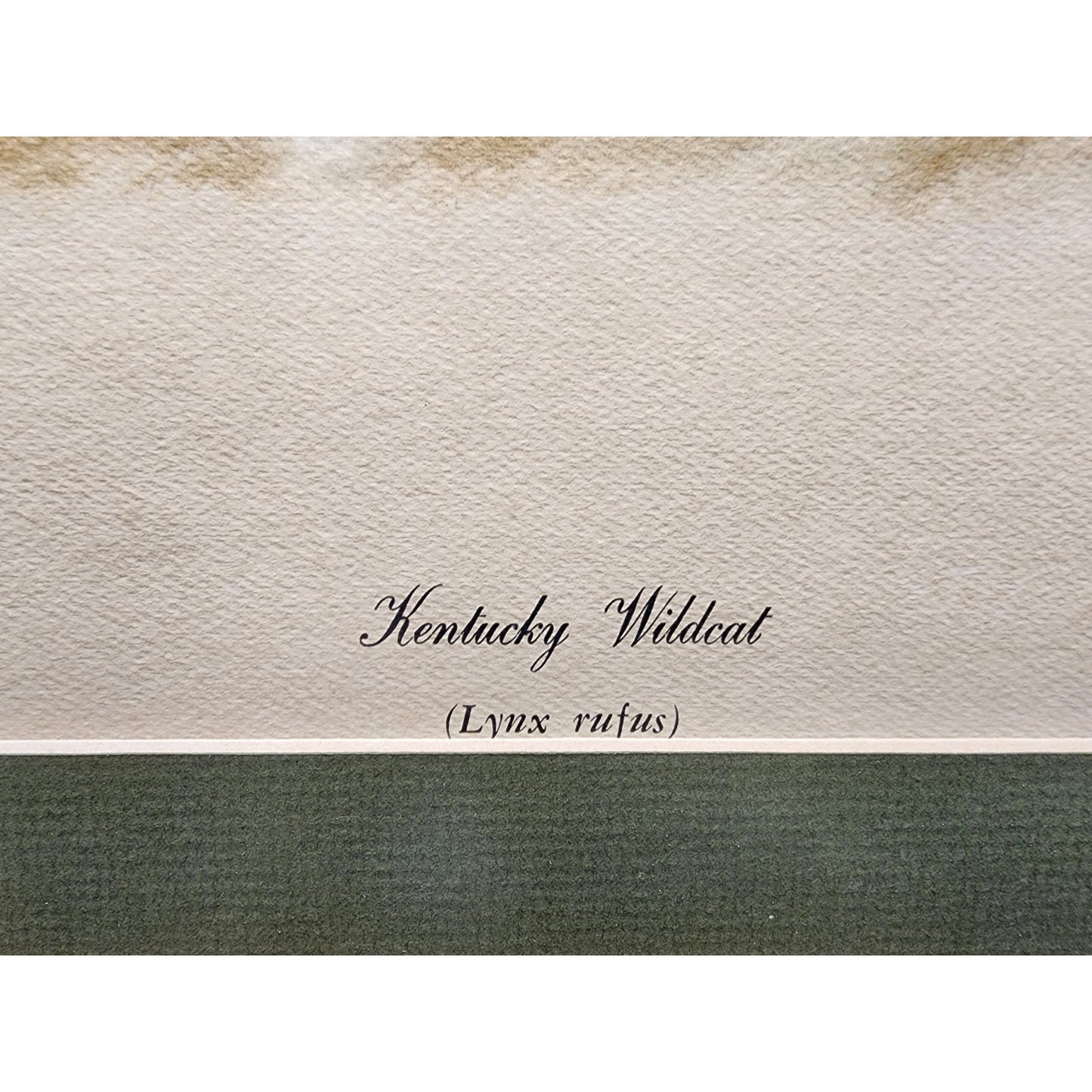 Mike Reynolds Signed KY Wildcat Print Framed Sage Matte Non-Glare Glass