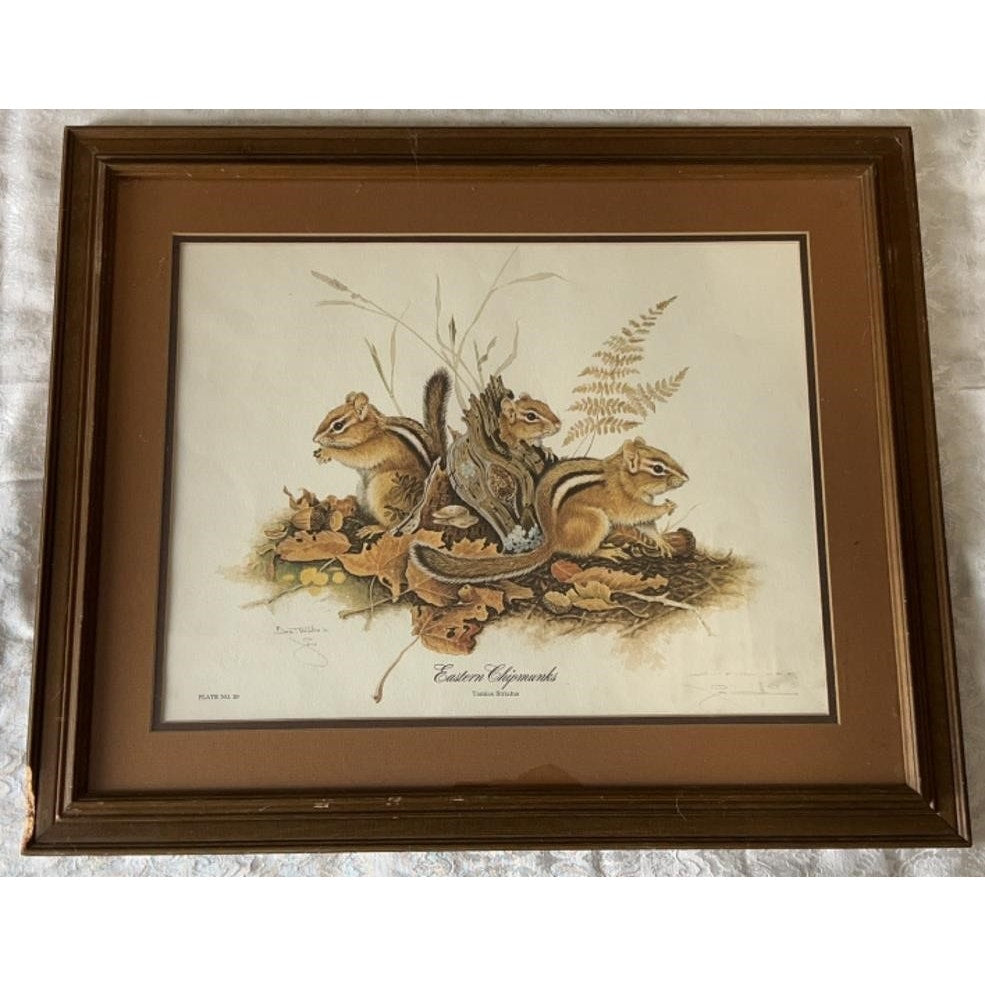 Jim Oliver Signed Print Eastern Chipmunks Framed Wildlife Art