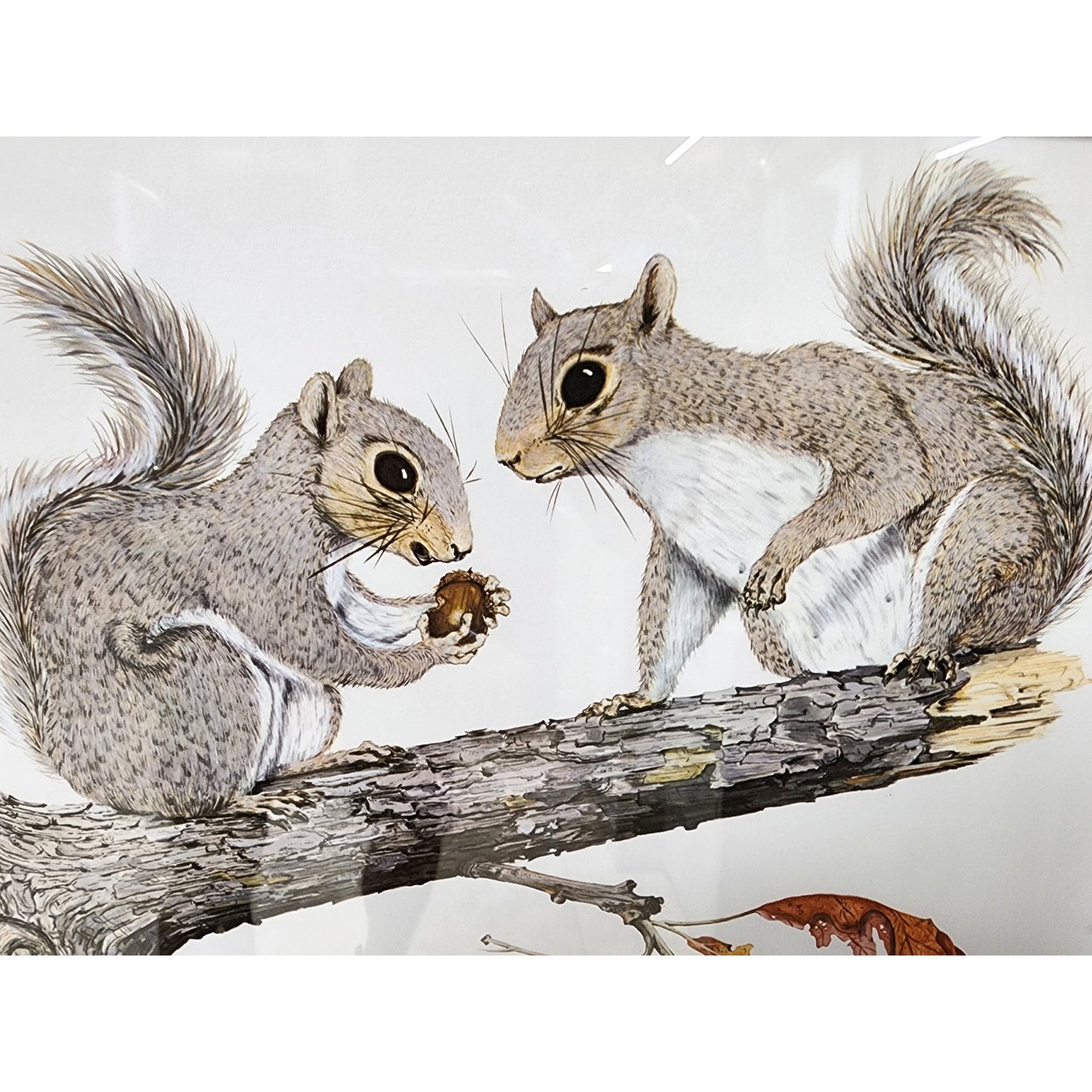 Gene Gray Signed Eastern Gray Squirrel Print 1st Ed Framed 1988 Wildlife Art