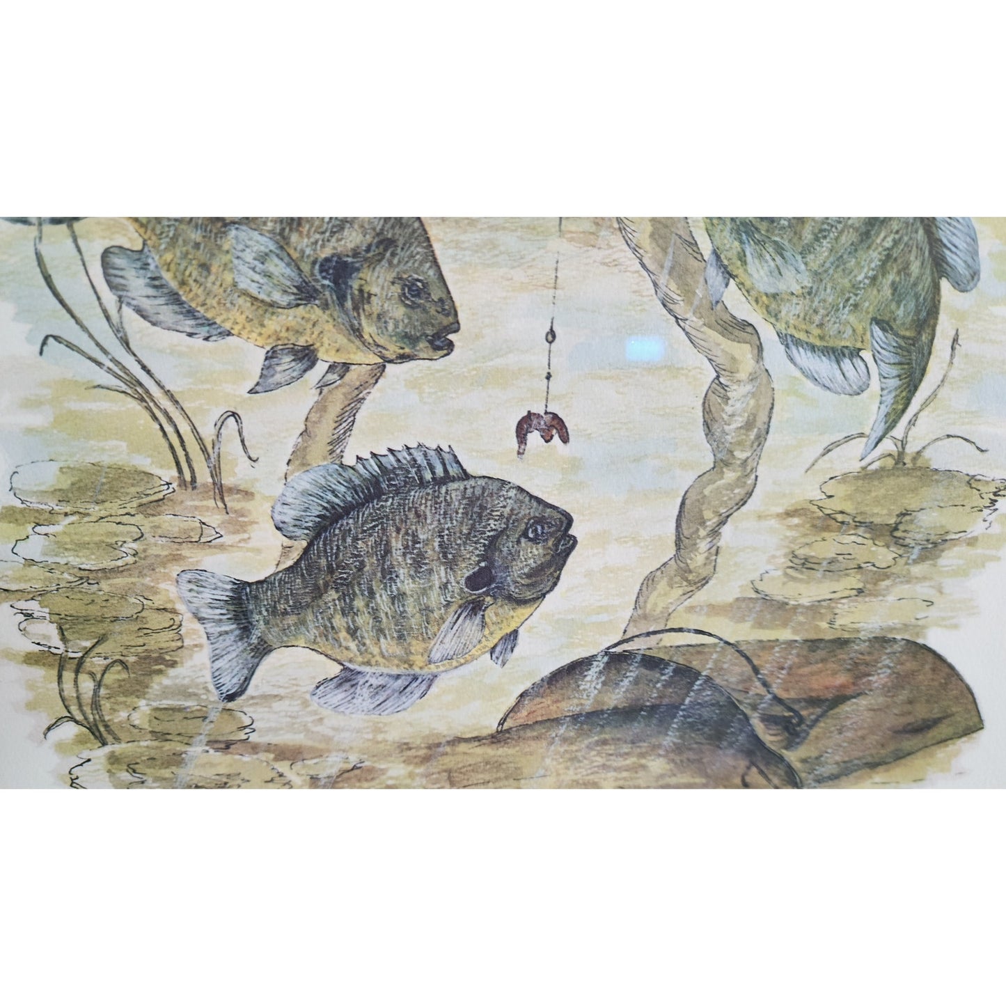 1972 Howard Fain “Bluegills” Signed 258/1000 Framed Lithograph w/ Double Mat