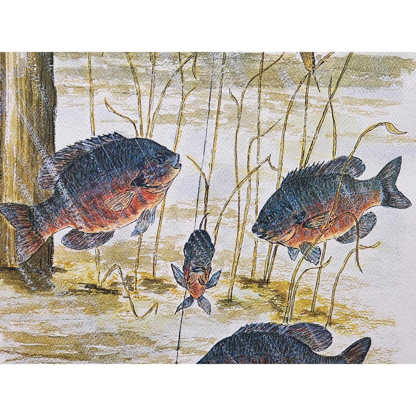 Red Bellies 1974 Howard Fain Signed LE 258/1000 Framed 25x29 Vintage Art