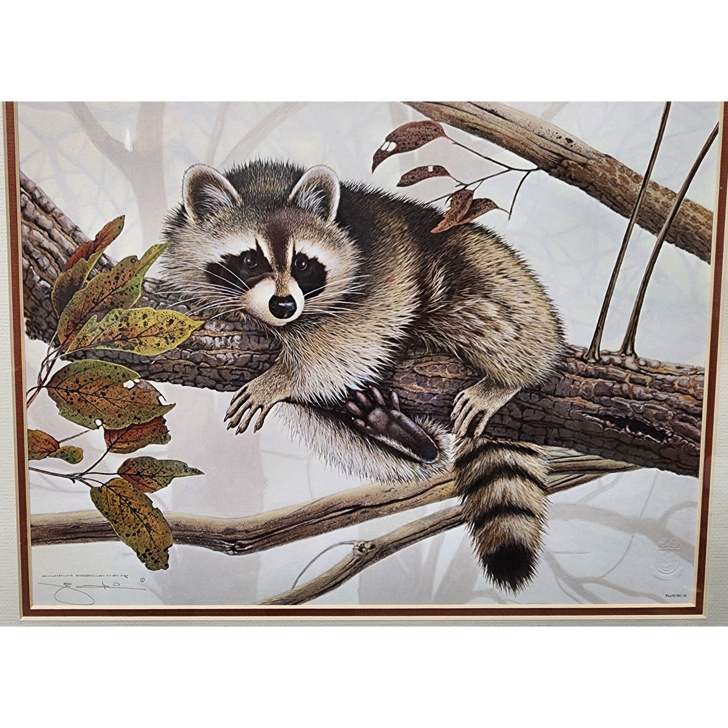 Jim Oliver Raccoon 1984 Signed Embossed Lithograph Framed Wildlife Art Print