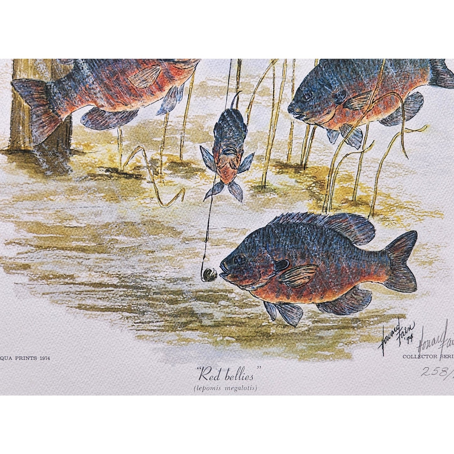 Red Bellies 1974 Howard Fain Signed LE 258/1000 Framed 25x29 Vintage Art