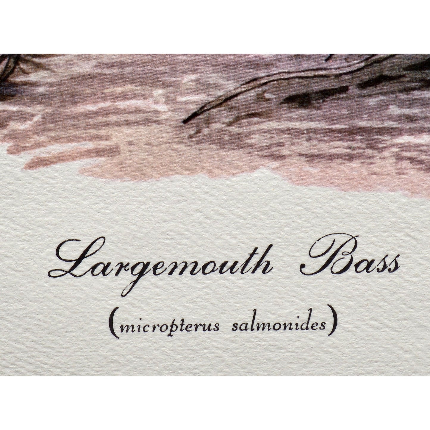 1991 Largemouth Bass Lithograph by Howard Fain Framed w/ COA 25x29 Vintage - Rare