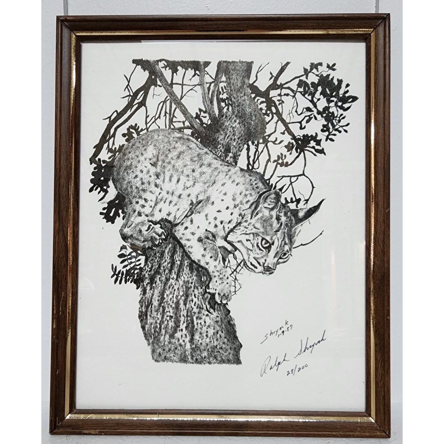 1987 Ralph Shyrock Wildlife Print 28/500 Signed Framed Bobcat Drawing 8x10