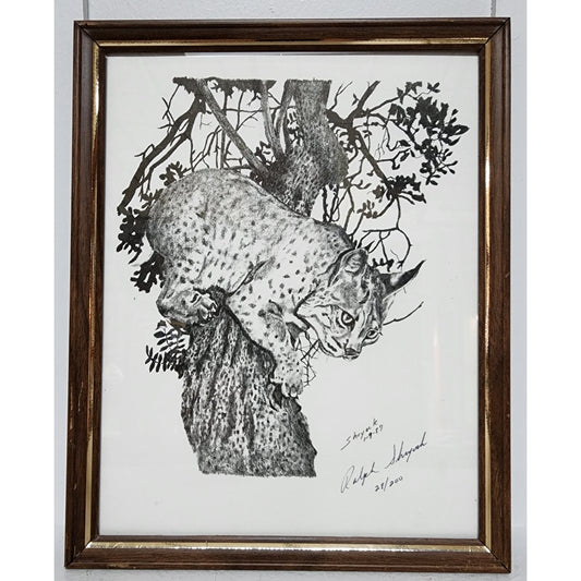 1987 Ralph Shyrock Wildlife Print 28/500 Signed Framed Bobcat Drawing 8x10