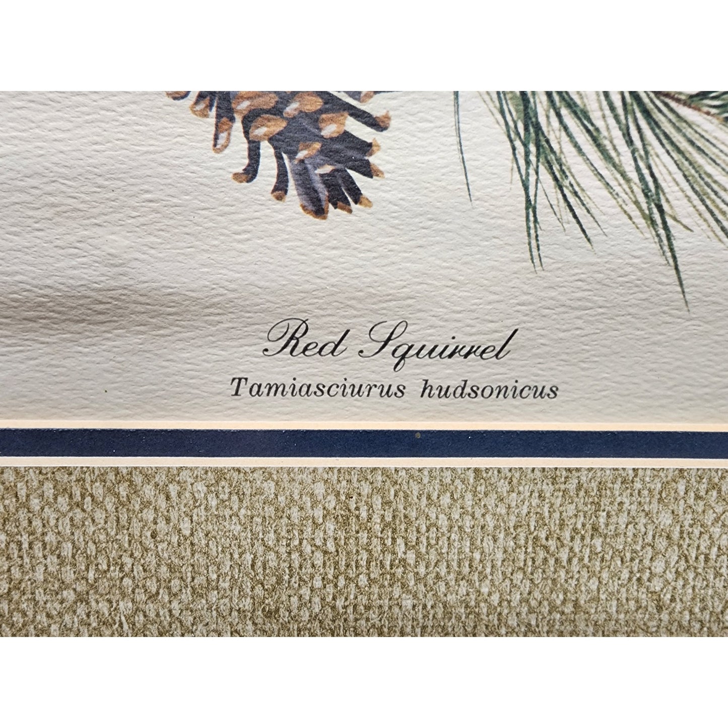 Gene Gray Red Squirrel Lithograph 1977 Series 3, Signed Framed Wildlife Art