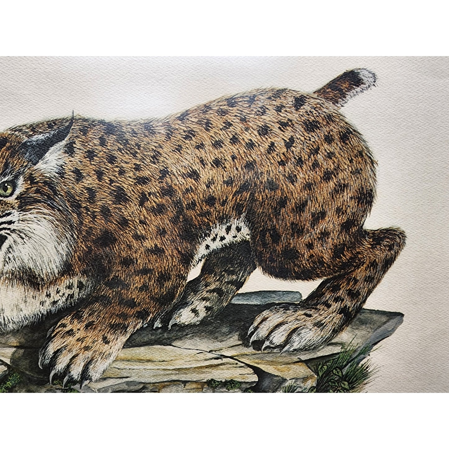 Mike Reynolds Signed KY Wildcat Print Framed Sage Matte Non-Glare Glass