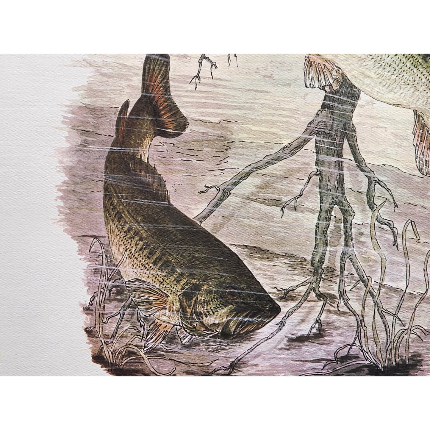 1991 Largemouth Bass Lithograph by Howard Fain Framed w/ COA 25x29 Vintage - Rare