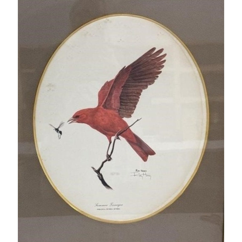 Signed Ray Harm “Summer Tanager” Lithograph – Vintage Framed Wildlife Art - 1963