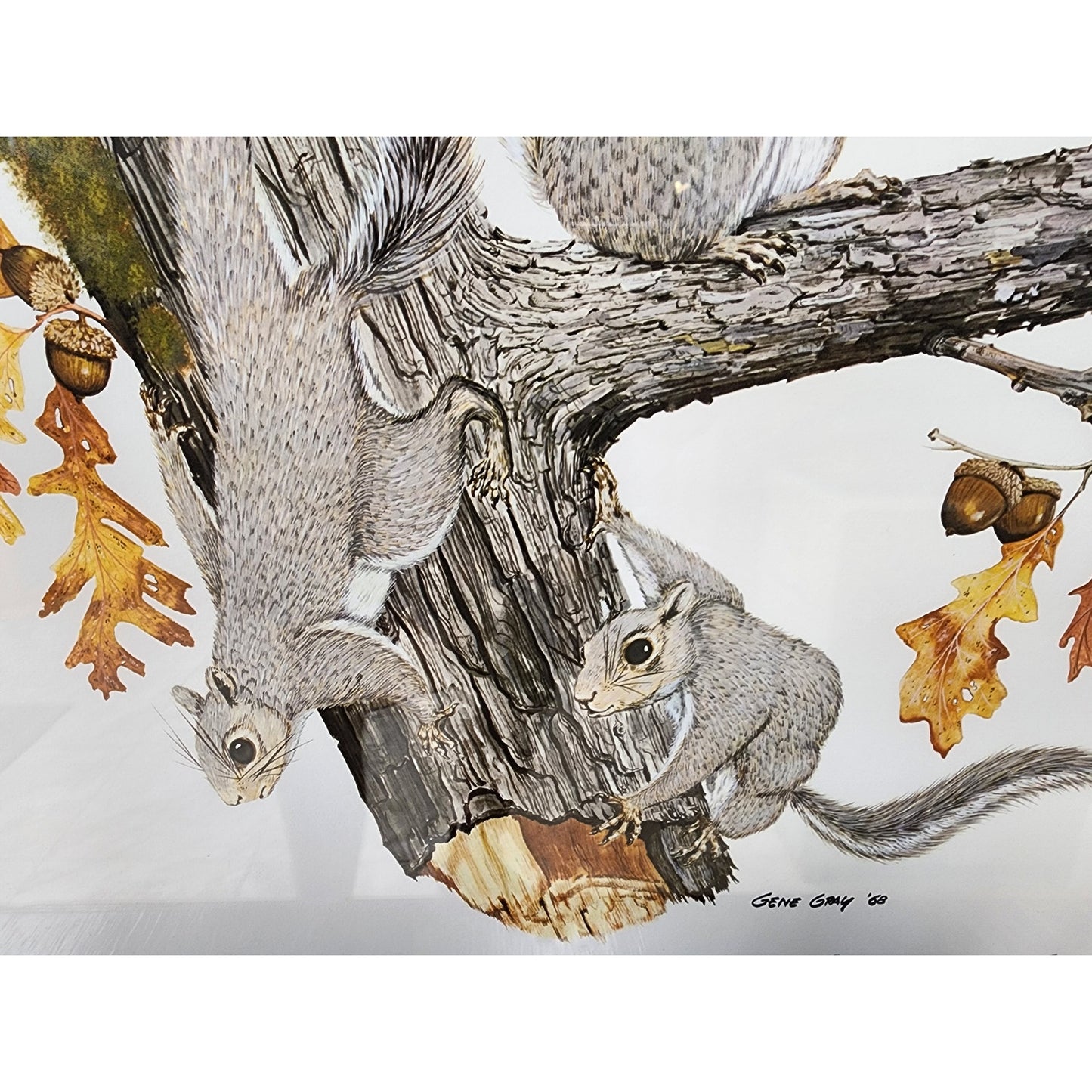 Gene Gray Signed Eastern Gray Squirrel Print 1st Ed Framed 1988 Wildlife Art