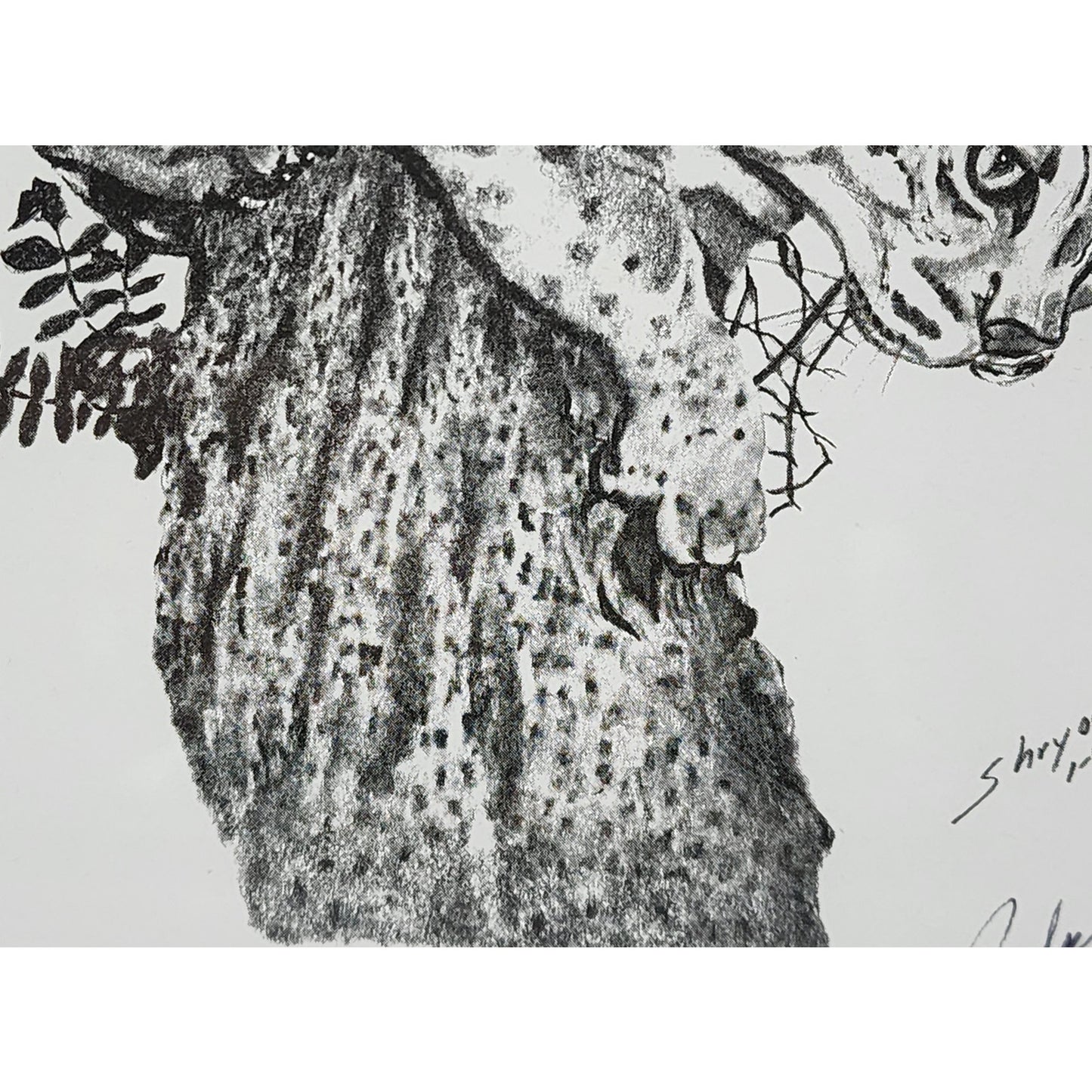 1987 Ralph Shyrock Wildlife Print 28/500 Signed Framed Bobcat Drawing 8x10