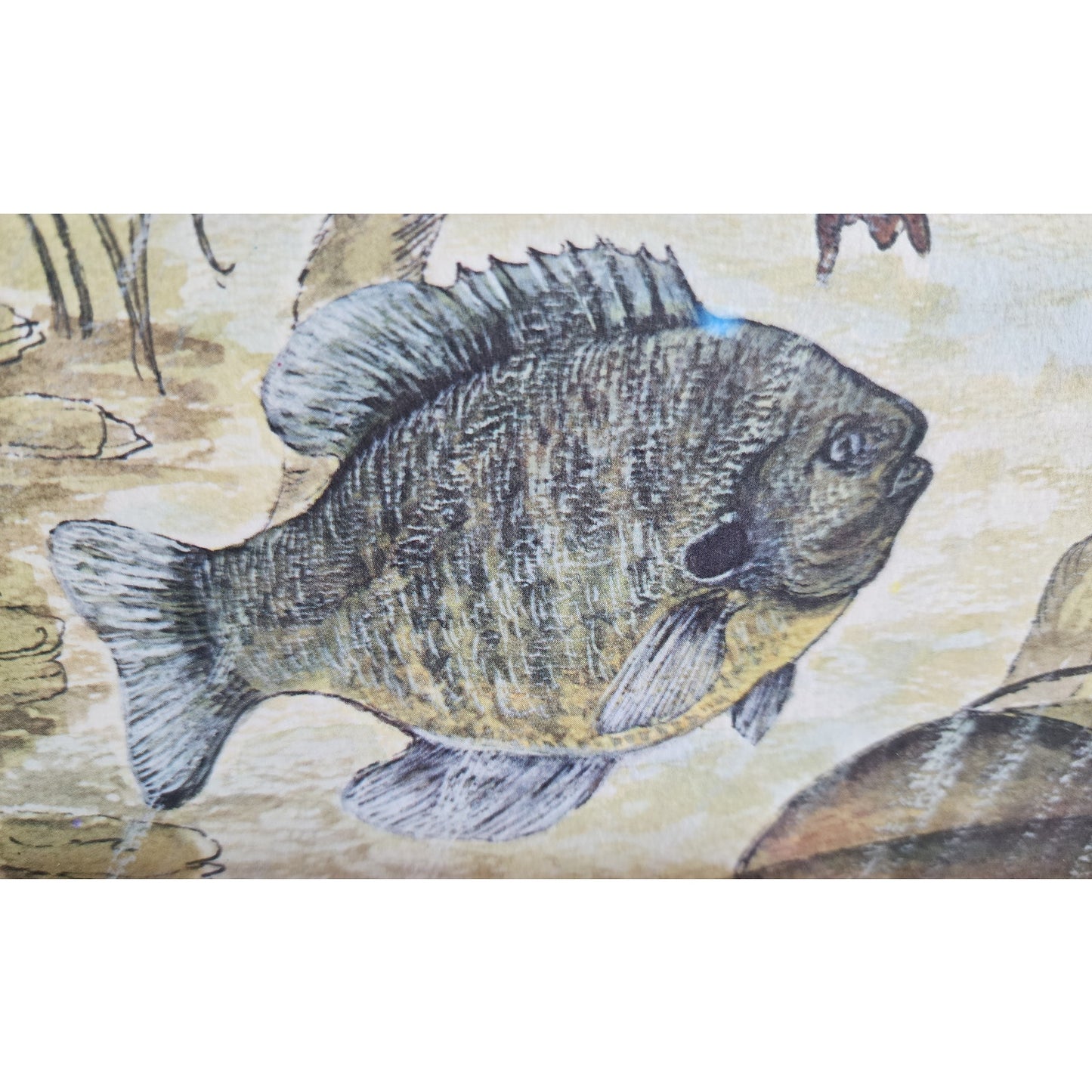 1972 Howard Fain “Bluegills” Signed 258/1000 Framed Lithograph w/ Double Mat
