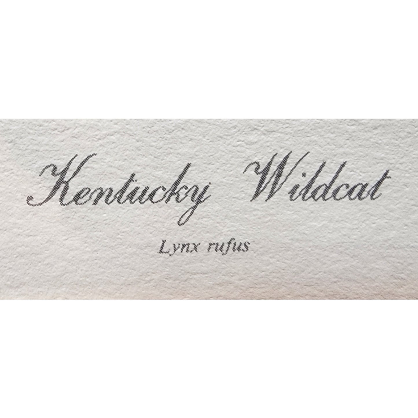 Jim Oliver Kentucky Wildcat Lithograph Signed, Embossed Framed Art