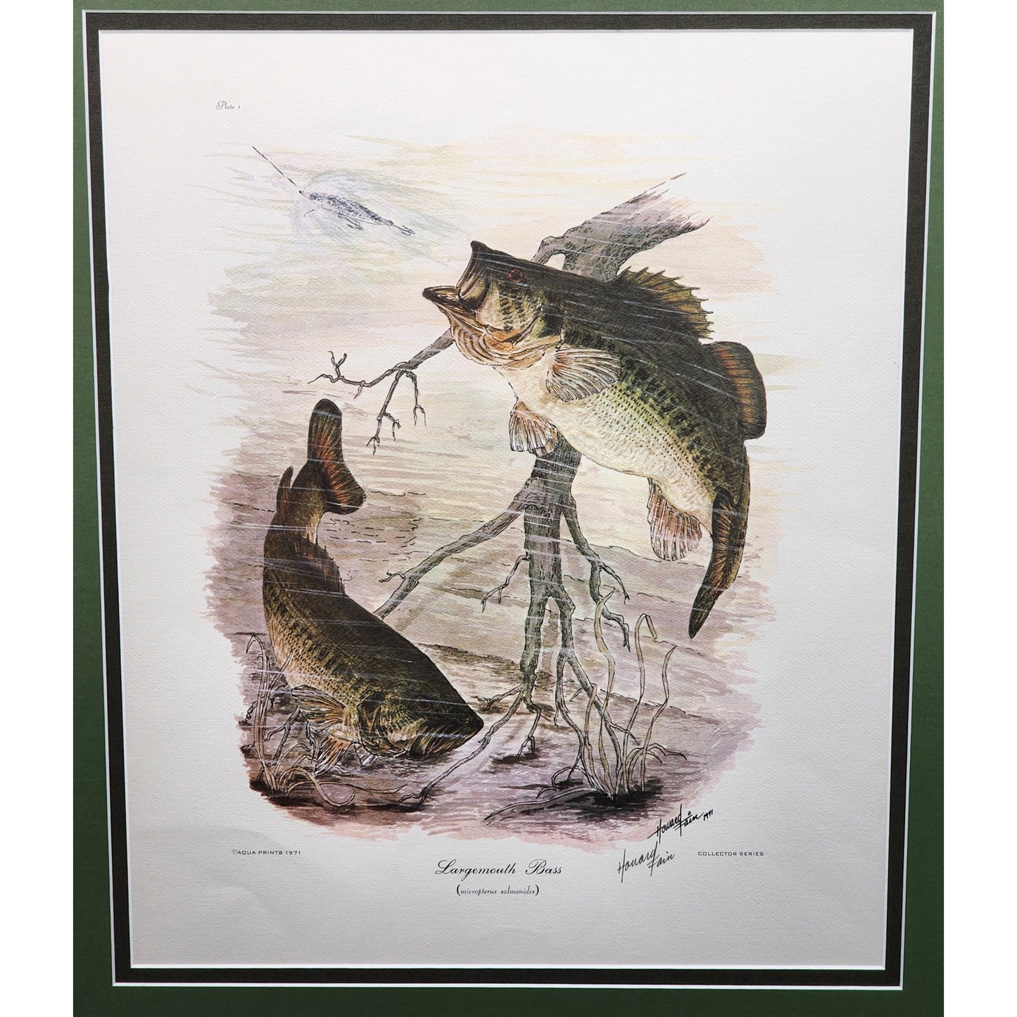 1991 Largemouth Bass Lithograph by Howard Fain Framed w/ COA 25x29 Vintage - Rare
