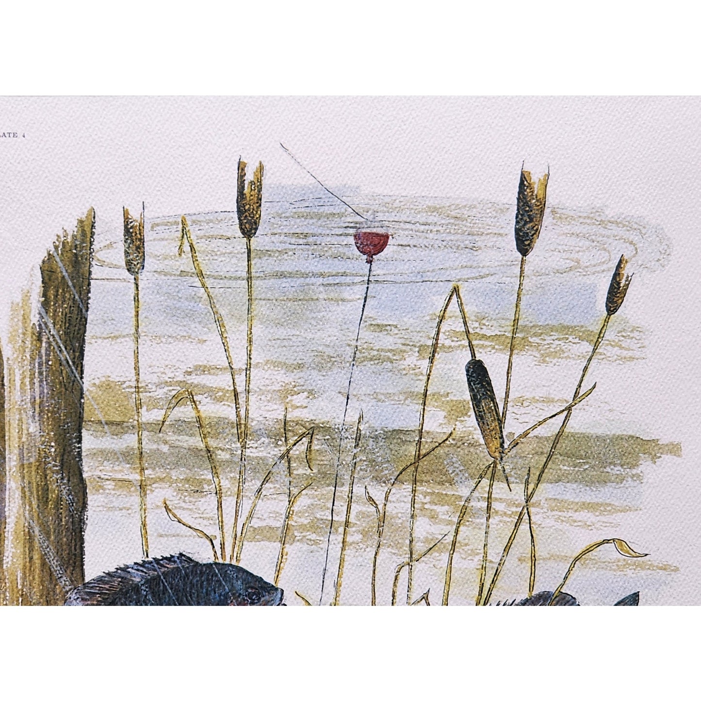 Red Bellies 1974 Howard Fain Signed LE 258/1000 Framed 25x29 Vintage Art