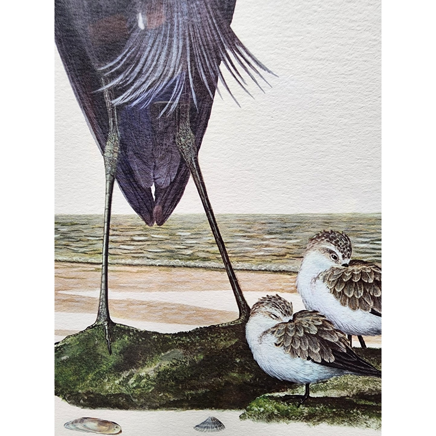 Ray Harm Little Blue Heron Lithograph 1967 Signed In Print Framed VTG Art