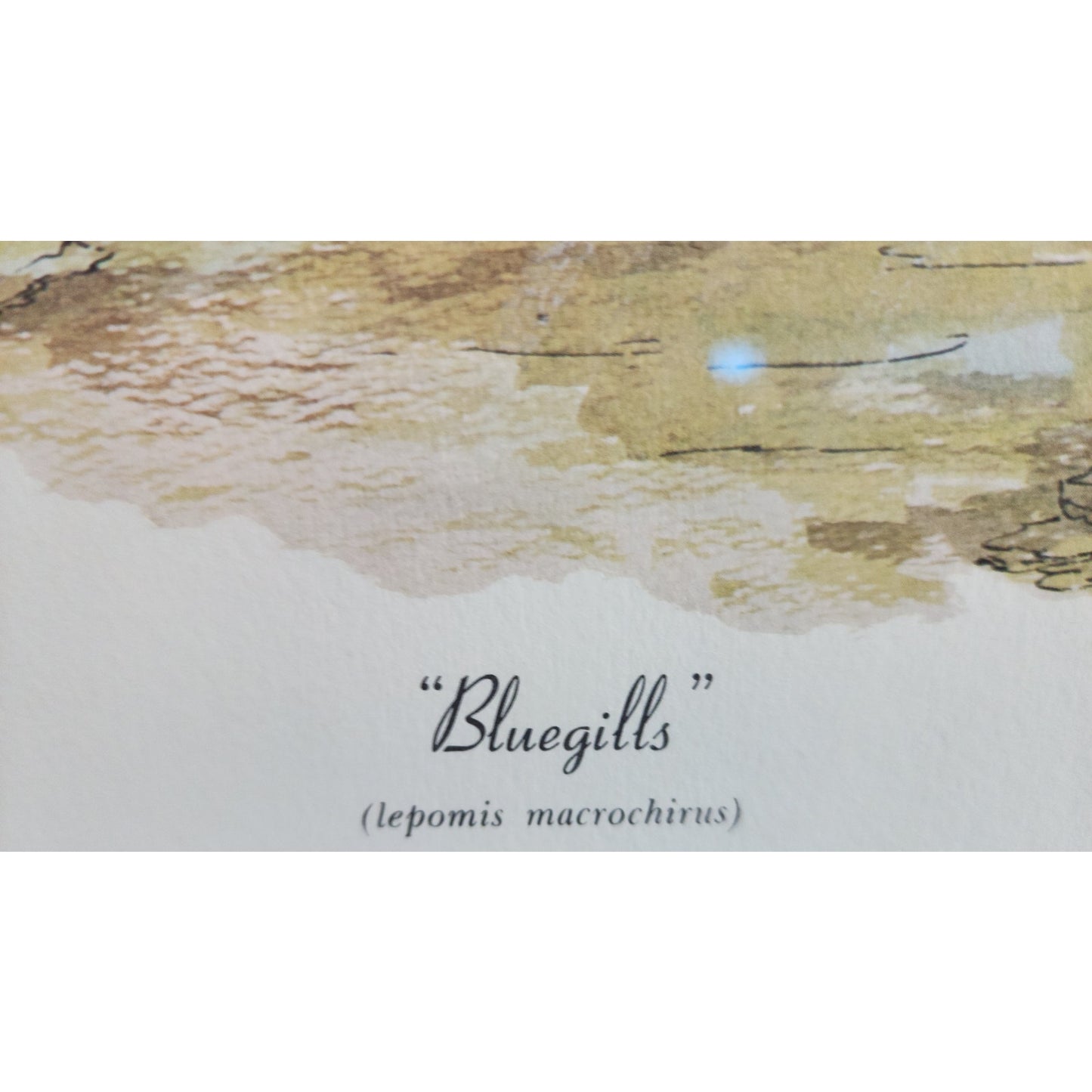 1972 Howard Fain “Bluegills” Signed 258/1000 Framed Lithograph w/ Double Mat