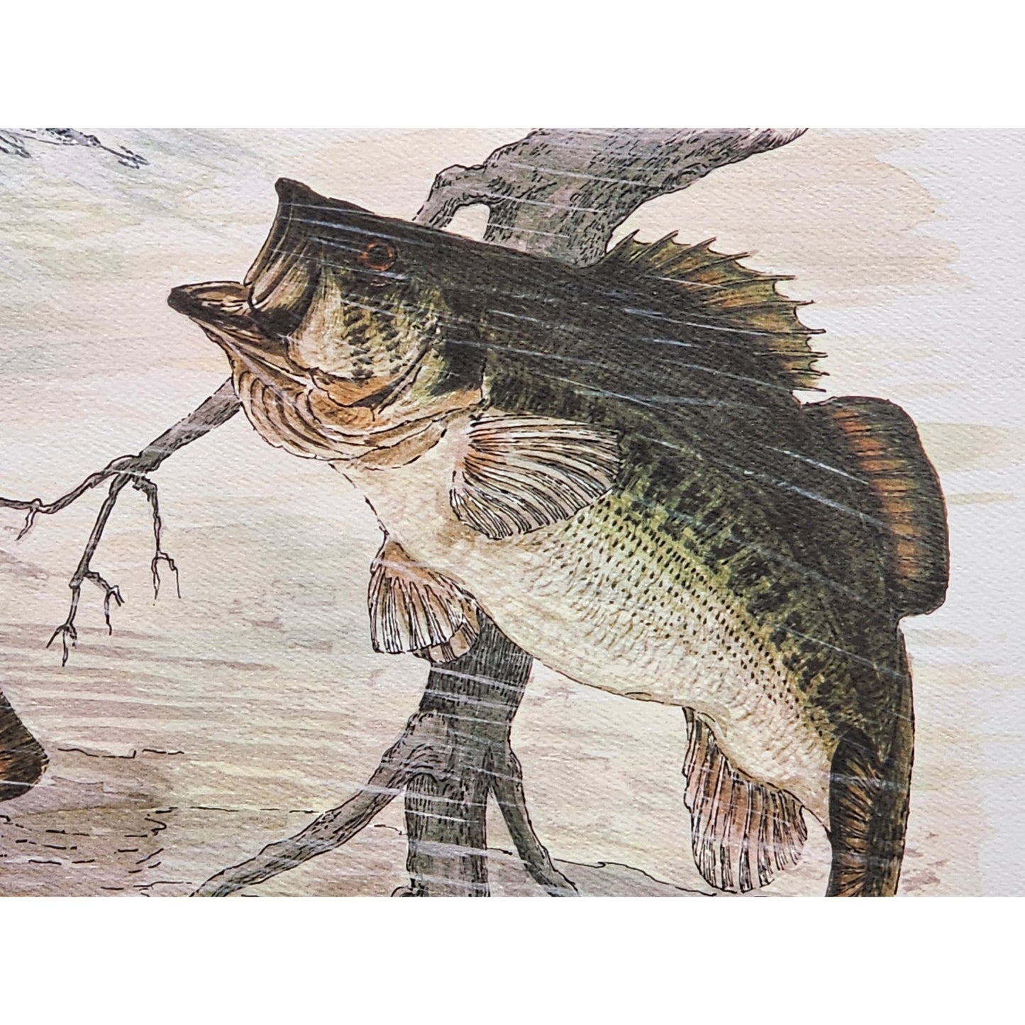 1991 Largemouth Bass Lithograph by Howard Fain Framed w/ COA 25x29 Vintage - Rare