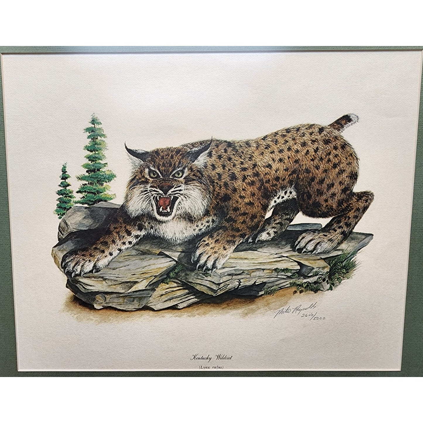 Mike Reynolds Signed KY Wildcat Print Framed Sage Matte Non-Glare Glass