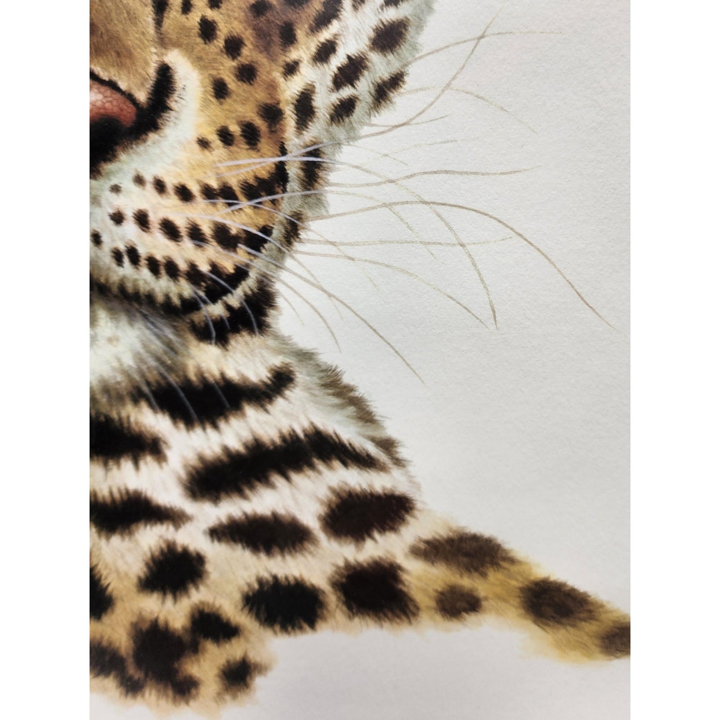 Jim Oliver Leopard Lithograph Plate 18 Signed Framed Wildlife Art VTG 1980