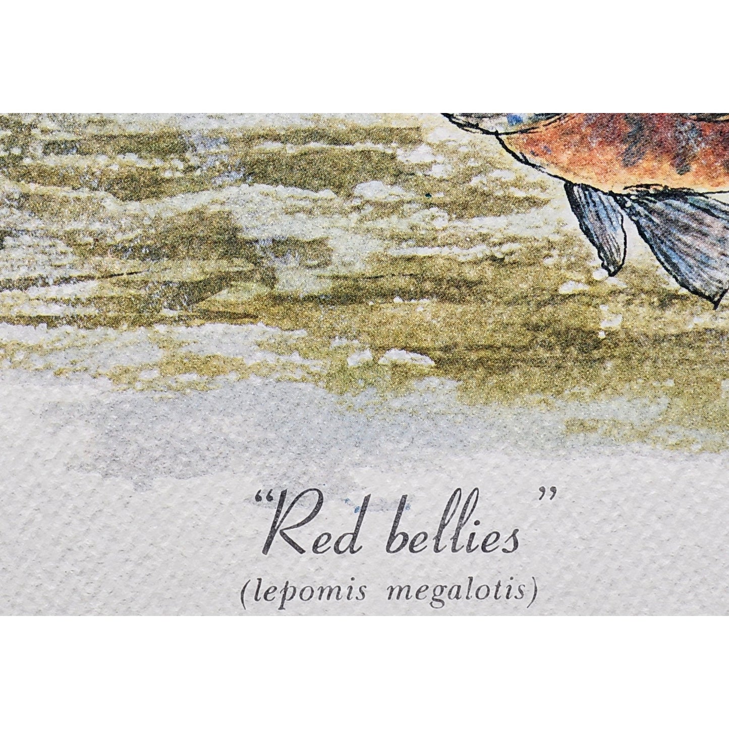Red Bellies 1974 Howard Fain Signed LE 258/1000 Framed 25x29 Vintage Art