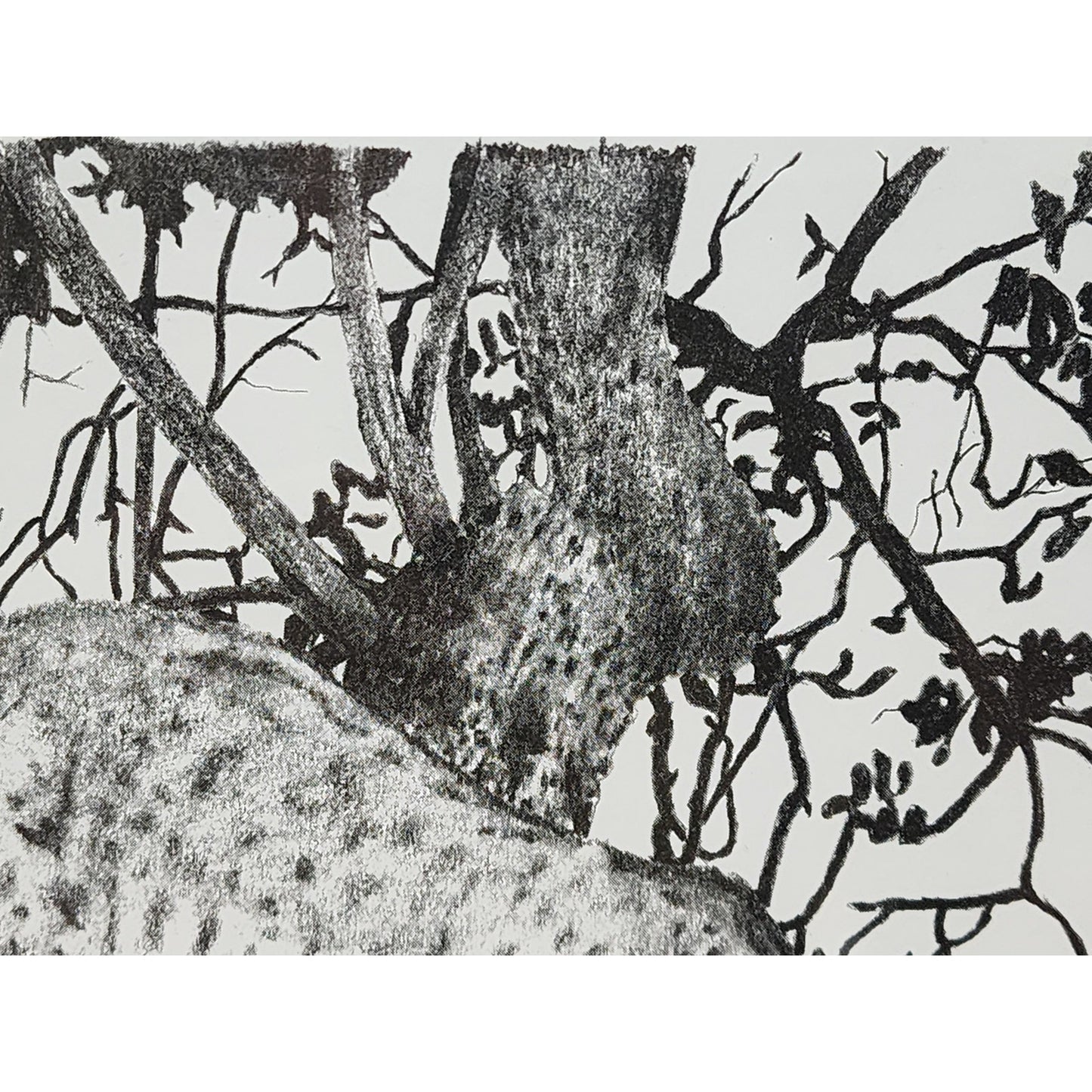 1987 Ralph Shyrock Wildlife Print 28/500 Signed Framed Bobcat Drawing 8x10